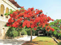 Royal Poinciana Tree 1 Gallon Red Flame Delonix Regia Flamboyant Flower Plant