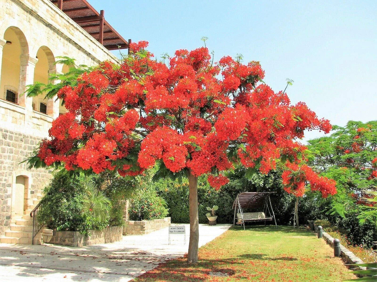 Royal Poinciana Tree 1 Gallon Red Flame Delonix Regia Flamboyant Flower Plant