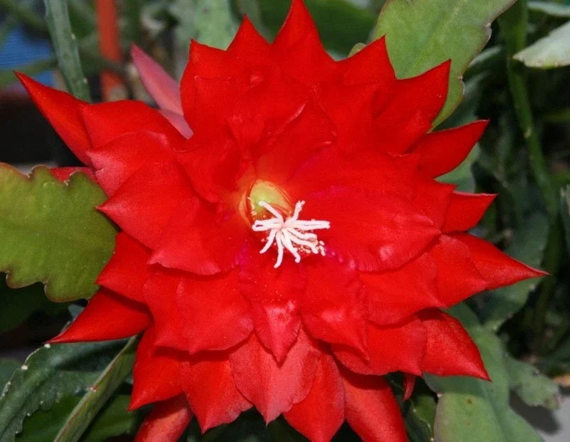 Epiphyllum Cutting - "Lothario" Orchid Cactus - Don's Cuttings AUG/3 - Unique Houseplant Variety