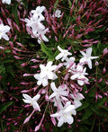 Star Jasmine Cuttings - Twelve Unrooted Stem Cuttings - Fragrant Plant (Trachelospermum jasminoides)