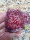 Ponte Tresa Fig Tree Cuttings - 2 Delicious Swiss Fig Cuttings - Ficus carica 'Ponte Tresa' with Beautiful Coloring