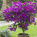 Bougainvillea Starter Plant - Well Rooted Violet Variety - Bougainvillea spp.