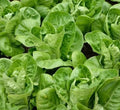 Little Gem Lettuce Seeds - 1000+ Butterhead Green Salad Garden, Lactuca sativa, Compact, Non-GMO Seeds