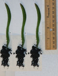 Rooted Yellow Dragon Fruit Seedlings - Cactus - 4 Inch - Hylocereus undatus