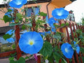 Blue Morning Glory Seeds - 100 Count - Climbing Vine - Ipomoea purpurea