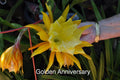 Epiphyllum Orchid Cactus Cuttings, 4 Rooted with New Growth, Golden Anniversary, Epiphyllum hybrid