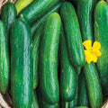 Beit Alpha Cucumber Seeds - Persian Lebanese Burpless Variety Cucumis sativus for Garden or Container Planting