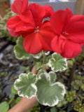 Horseshoe Geranium Plant - Madame Languth Zonal Geranium Bare Root
