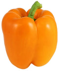 Orange Bell Pepper Seeds - 50+ Non-GMO Heirloom Capsicum annuum for Home Garden, Fresh Vegetables, Container Growing