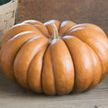 Fairytale Pumpkin Seeds | Heirloom Musquee de Provence | Organic Vegetable Seeds | Free Shipping