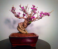 Bonsai Beauty Berry Seeds - 20 Non-GMO Seeds - Callicarpa Americana - Purple Berries - Garden Planting