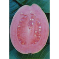 Barbie Pink Guava Live Rooted Cutting Quart Pot – Psidium guajava Tropical Fruit Plant for Home Garden