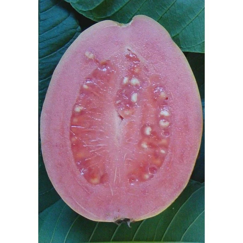 Barbie Pink Guava Live Rooted Cutting Quart Pot – Psidium guajava Tropical Fruit Plant for Home Garden