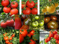 Medium Tomato Seeds - Rare & Common Varieties for Gardening, Solanum lycopersicum