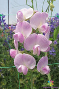 50+ Lathyrus latifolius 'Blushing Bride' Sweet Pea Seeds - Perennial Climbing Vine