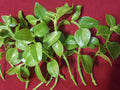 Sun Rose Red Apple Cuttings 4-6 Inches Aptenia cordifolia for Rooting - 10 Pack