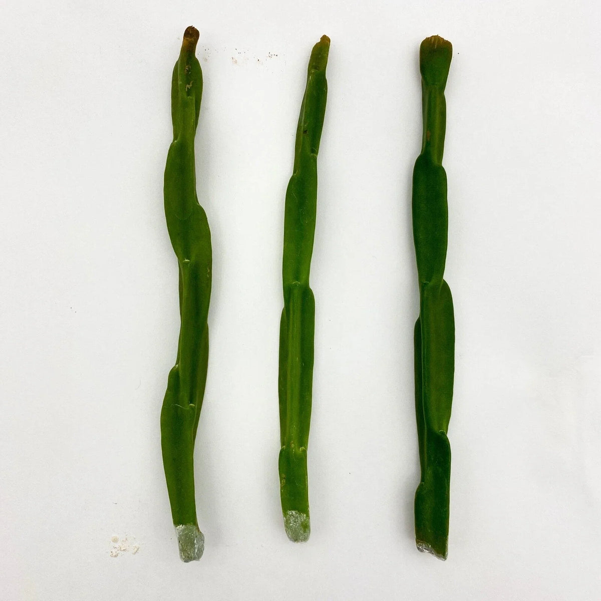 Rhipsalis paradoxa Cuttings - Tropical Cactus Variety - Easy Care Indoor Plant
