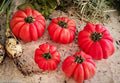 Mushroom Basket Tomato Seeds - 10+ Heirloom Organic Non-GMO - Rare Variety - Solanum lycopersicum