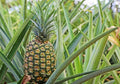 Pineapple Plant - Live Rooted Crown in Pot - Sugar Loaf Variety - Ananas comosus Indoor or Outdoor Garden
