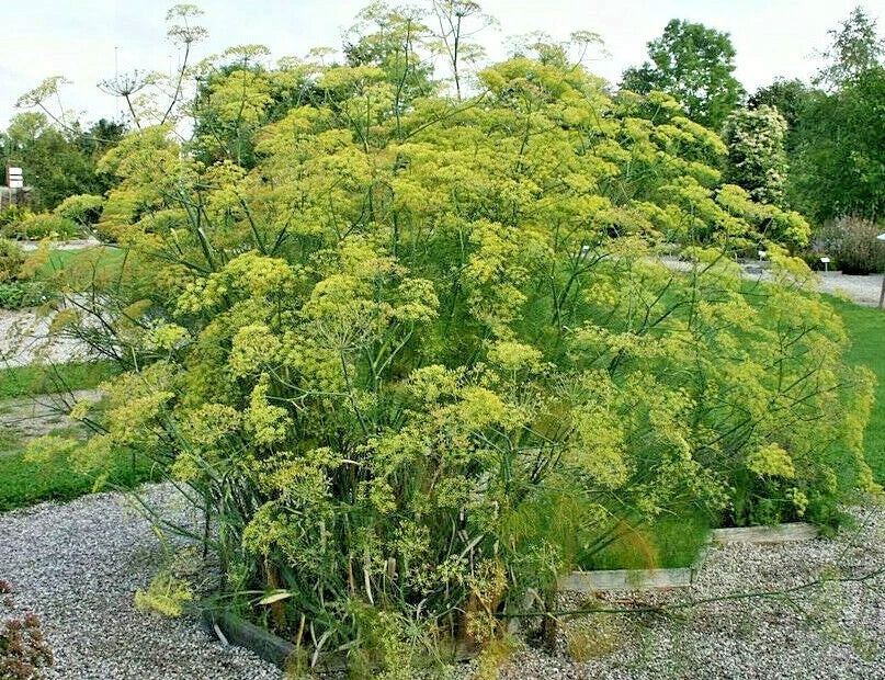 Fennel Seeds 100 Pack - Foeniculum vulgare with Licorice Flavor & Yellow Flowers