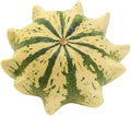 Crown of Thorns Shenot Gourd Seeds – Organic Heirloom Cucurbita pepo for Home Gardening & Decorative Use