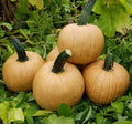 Hot Chocolate Pumpkin Seeds for Planting - 10 Seeds - Cucurbita pepo - Non-GMO, Heirloom Variety, Ideal for Home Gardens