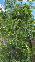 Jujube Tree Cuttings - 5pcs, Ziziphus jujuba, Organic Jujube Plant Propagation Supplies