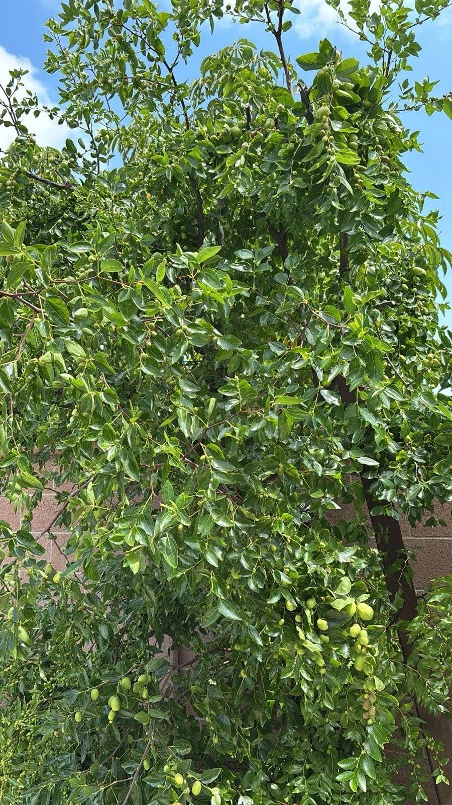 Jujube Tree Cuttings - 5pcs, Ziziphus jujuba, Organic Jujube Plant Propagation Supplies