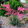 25 Red Yucca Seeds - Hesperaloe parviflora Perennial Plant for Attracting Hummingbirds & Butterflies