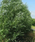 Hybrid Willow Trees - 15 Pack - Fast Growing 10 ft/year - Austree - Dense Hedge for Privacy Fence