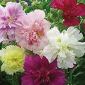 Hollyhock Seeds - Mixed Colors - Alcea rosea - Biennial Flower Seeds for Garden, Borders, and Pollinator Attraction