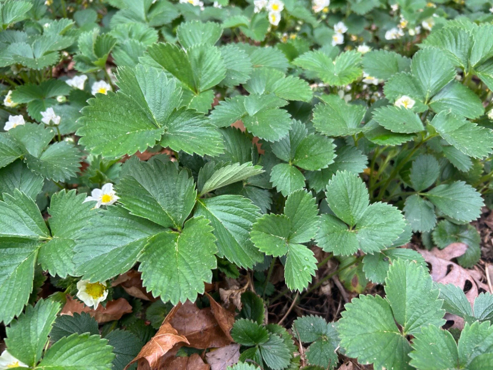 Everbearing Strawberry Plants - Established Perennial Edible Live Plants - Fragaria × ananassa - 10 Pack