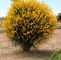 Spanish Broom Seeds - 20 Pack - Yellow Flowering Shrub - Spartium junceum - Weavers Broom Plant