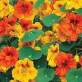 Dwarf Nasturtium Seeds - Tom Thumb Mix Edible Flowers Pollinator Attractor Non-GMO 25 Seeds Tropaeolum majus