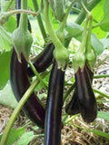 Eggplant Seeds, Heirloom Long Purple Variety, Non-GMO, 50+ Seeds for Garden Planting, Solanum melongena