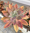 6-Inch Graptoveria Fred Ives Succulent Cutting – Rare Live Plant for Indoor and Outdoor Decor, Easy Care, Rosette Shape, Drought Tolerant