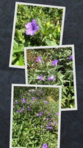 Live Bare Rooted Mexican Petunia Plants - 10 Pack (Ruellia Simplex) - Vibrant Purple Flowers, Hardy Perennial Garden Plants