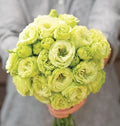 Lisianthus Flower Seeds - 20 Pelleted Clear Green Rosanne 2 Seeds | Eustoma grandiflorum