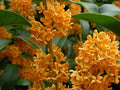 Apricot Echo Fragrant Tea Sweet Olive Plant - Rooted Starter - Osmanthus fragrans