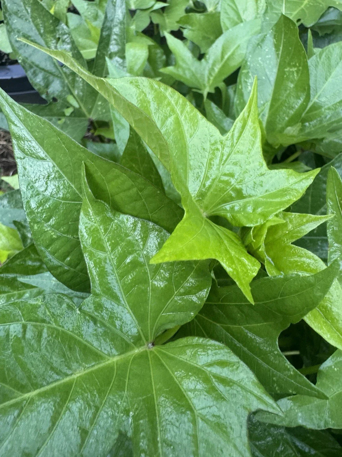 Okinawan Sweet Potato Slips - 5 Unrooted Cuttings - Purple Flesh - Ipomoea batatas Vegetable Plant