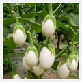 White Egg Eggplant Seeds - Non-GMO Vegetable Seeds for Home Garden, Solanum Melongena, White Egg-Shaped Fruit, USA Grown