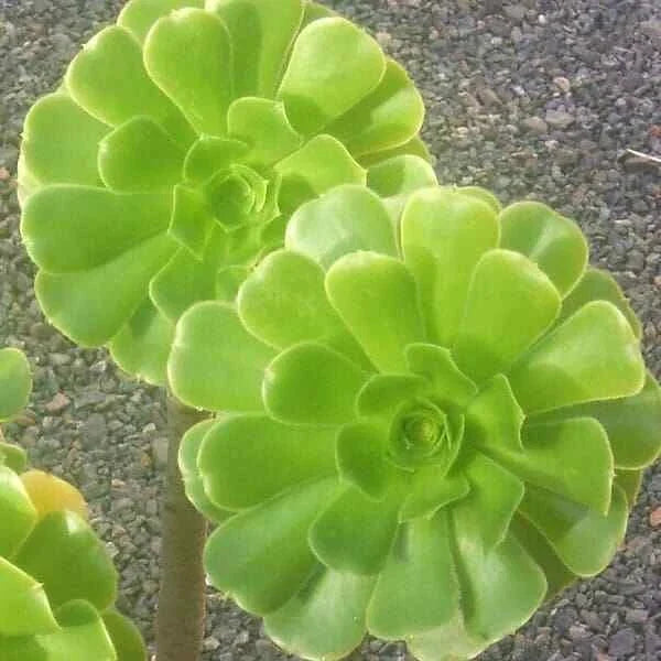 Medium Aeonium Arboreum Cutting - Green Rose Succulent Plant - 3" Diameter, Easy Care, Drought Tolerant, Indoor Outdoor Garden