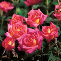 Hot Tamale Miniature Rose Cuttings, 4" Unrooted Fresh Stems, Rosa 'Hot Tamale' for Gardening & Floristry