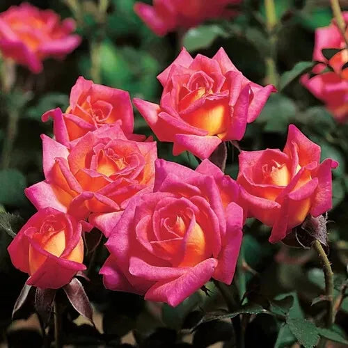 Hot Tamale Miniature Rose Cuttings, 4" Unrooted Fresh Stems, Rosa 'Hot Tamale' for Gardening & Floristry