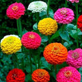 Zinnia Seeds California Giant Mix – 150+ Colorful Blooms, Zinnia elegans, Garden Flower Seeds, Butterfly Attractant, USA Grown