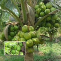 Dwarf Green Malayan Coconut Seeds – 5 Sprouted Coconuts – Cocos nucifera – Tropical, Costa Rica, Exotic Plant