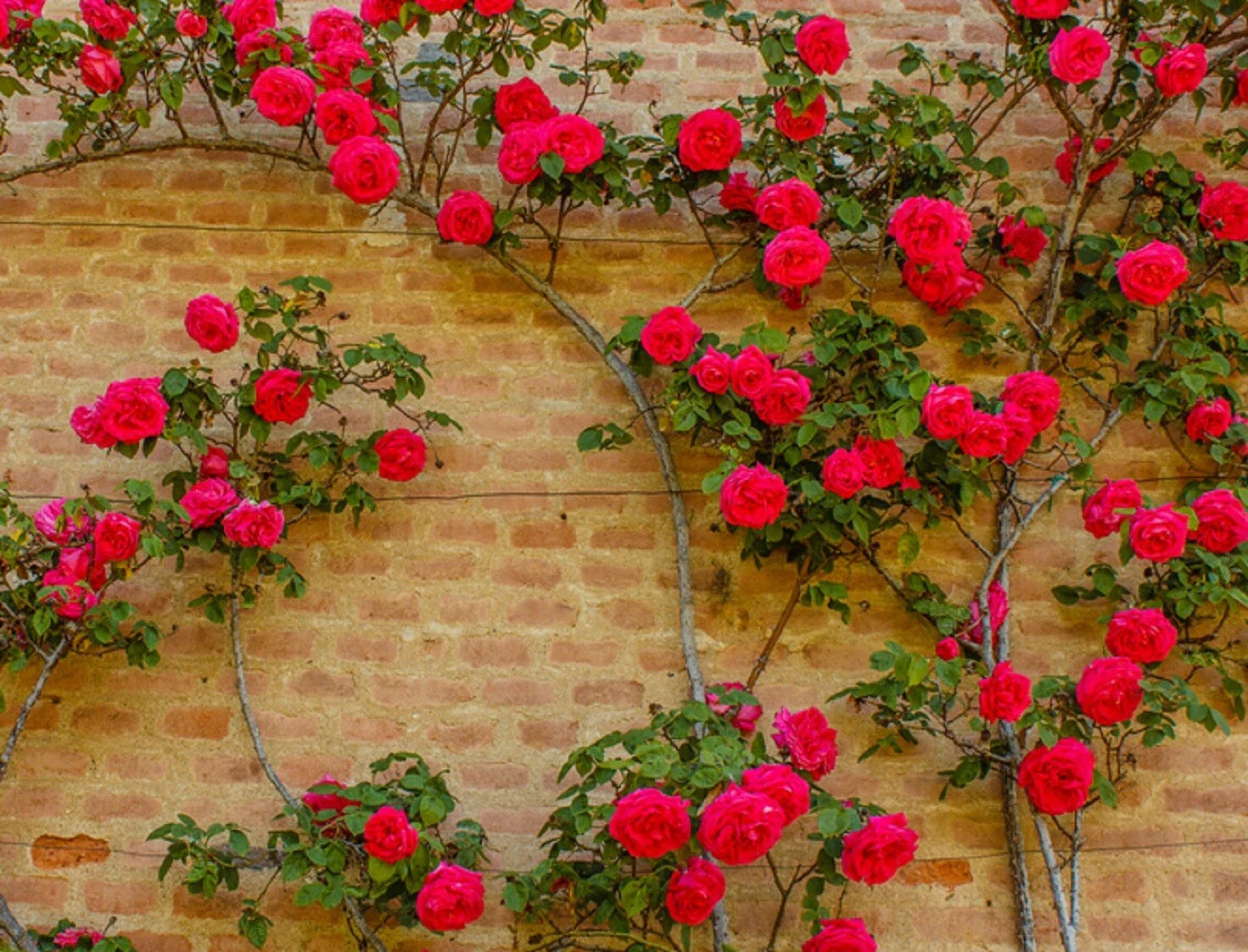 Climbing Rose Vine Seeds - 50 Pack - Beautiful Blooms - Rosa spp.