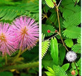Sensitive Plant Seeds - 30+ Seeds, Touch Me Not Mimosa pudica, Makahiya