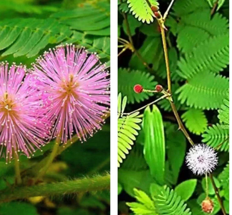 Sensitive Plant Seeds - 30+ Seeds, Touch Me Not Mimosa pudica, Makahiya