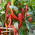 Cowhorn Hot Pepper Seeds – Heirloom Capsicum Annuum, Red Cayenne, Spicy Vegetable Seeds for Home Garden, 25+ Pack